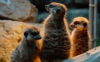 Картинка сурикаты, животные, природа, зоопарк, группа, питомцы, фото