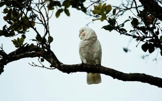 Картинка птица, дерево, природа, белая, обои, животные, фото