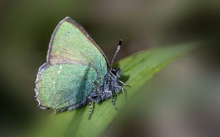 Картинка бабочка, природа, зелёный, макро, растение, крылья, животные