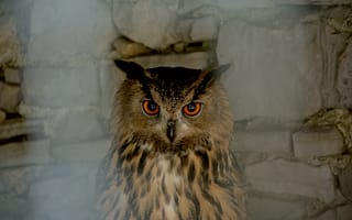 Картинка сова, птица, дикая природа, глаза, перья, животные, фото
