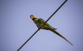 Картинка попугай, природа, птица, небо, животные, цветной, пейзаж