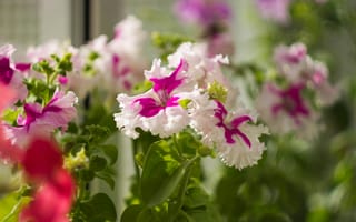 Картинка цветы, петунии, природа, растения, красота, сад, лето