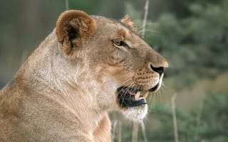 Картинка лев, дикая природа, животные, профиль, хищник, африка, фото