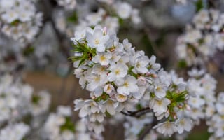Картинка цветы, вишня, природа, весна, белый, красота, пейзаж