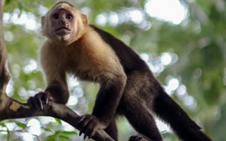 Картинка обезьяна, природа, дерево, животные, лес, дикие животные, фотография