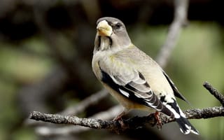 Картинка птица, природа, ветка, животное, фото, дикая природа, орнитология