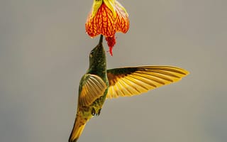 Картинка колибри, цветок, природа, птица, красота, фото, обои