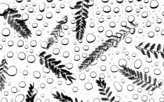 Картинка листья, капли, черно-белый, фон, природа, текстура, дождь