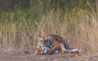 Картинка тигры, природа, животные, дикая природа, пара, питомцы, фото дикой природы