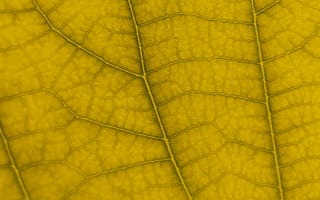 Картинка лист, природа, желтый, текстура, макро, осень, фон