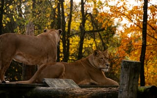 Картинка львы, природа, осень, животные, пейзаж, дикие животные, фото