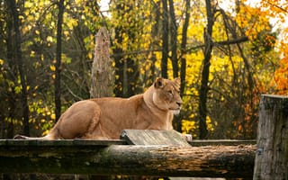 Картинка лев, природа, осень, животные, лес, дикие животные, пейзаж