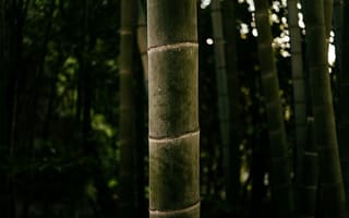 Картинка бамбук, природа, растения, лес, зелень, текстура, темный