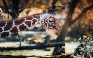 Картинка жираф, природа, животные, звери, фотография, пейзаж, осень