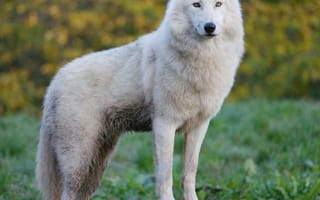 Картинка волк, природа, животные, дикие, белый, лес, пейзаж