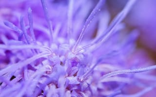 Картинка цветок, пурпурный, макро, природа, растение, красота, детали