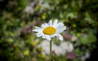 Картинка цветок, ромашка, природа, зелень, лето, красота, одиночество