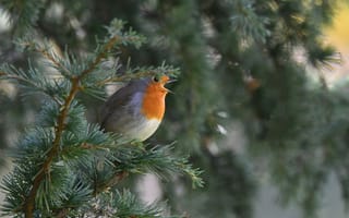 Картинка птица, робин, природа, дерево, пейзаж, весна, животные