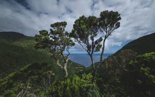 Картинка природа, деревья, пейзаж, горы, океан, небо, зелень