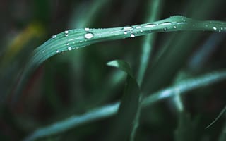 Картинка трава, капли, природа, зелёный, макро, вода, фон