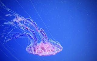 Картинка медуза, океан, синий, подводный, красота, животные, природа