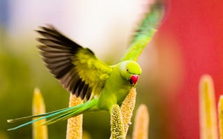 Картинка попугай, птица, природа, летящий, зеленый, фото, обои