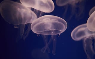 Картинка медузы, океан, глубина, прозрачные, водная жизнь, красота, природа