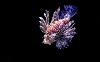 Картинка рыба, океан, подводный мир, животные, красота, фото, обои