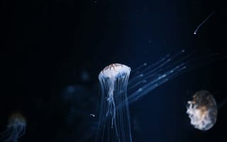 Картинка медуза, океан, глубина, водный мир, красота, темнота, животные