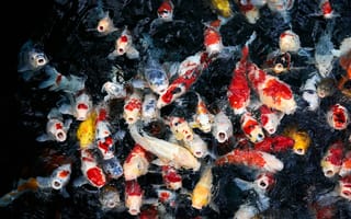 Картинка карпы, рыбы, водоем, природа, цвета, водная жизнь, пейзаж