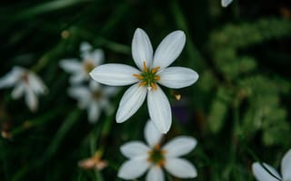 Картинка цветы, белый, природа, растения, лето, красота, фото