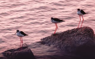 Картинка птицы, водоем, закат, природа, камни, пейзаж, мир, фото, животные, спокойствие