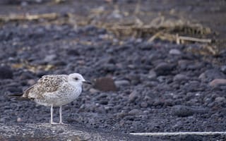Картинка птица, берег, камни, природа, морская, пейзаж, фото
