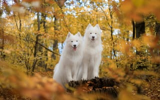 Картинка собаки, самоеды, осень, природа, пейзаж, животные, лес