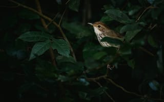 Картинка птица, природа, листья, темный, лес, фото, животные