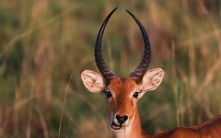 Картинка антилопа, природа, животные, дикие, грива, пейзаж, фото