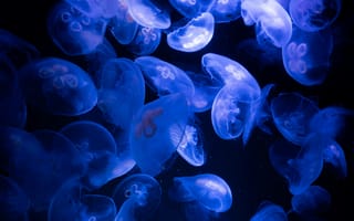 Картинка медузы, океан, синий, глубина, природа, водный мир, красота