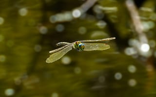 Картинка стрекоза, природа, водоем, насекомое, летящий, красота, фото
