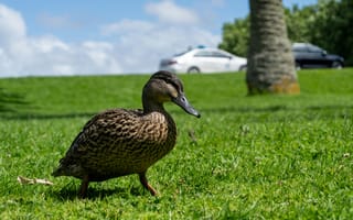 Картинка утка, птица, природа, трава, лето, пейзаж, животные