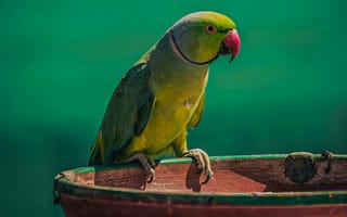 Картинка попугай, птица, животные, природа, зеленый, фото, обои