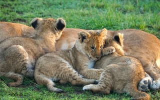 Картинка львы, котята, природа, животные, семья, мягкость, пейзаж