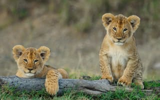 Картинка львы, котята, природа, животные, дикие, африка, пейзаж