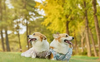 Картинка собаки, корги, природа, лето, одежда, питомцы, парк, друзья