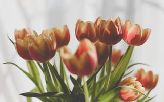 Картинка цветы, тюльпаны, натюрморт, природа, красота, весна, зелень