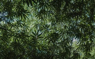 Картинка листья, природа, зелень, деревья, фон, тропики, освещение