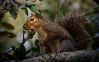 Картинка белка, природа, дерево, животное, лес, фотография, дикие животные