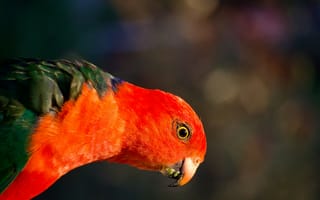 Картинка птица, красный, природа, фото, животные, красота, обои