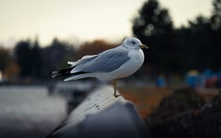 Картинка птица, чайка, природа, берег, осень, пейзаж, водоем