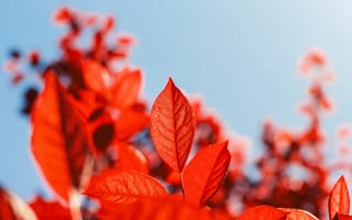 Картинка красные листья, осень, природа, фотография, небо, растения, пейзаж