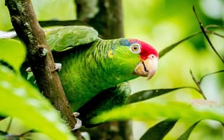 Картинка попугай, природа, зелёный, листья, животные, тропики, фото